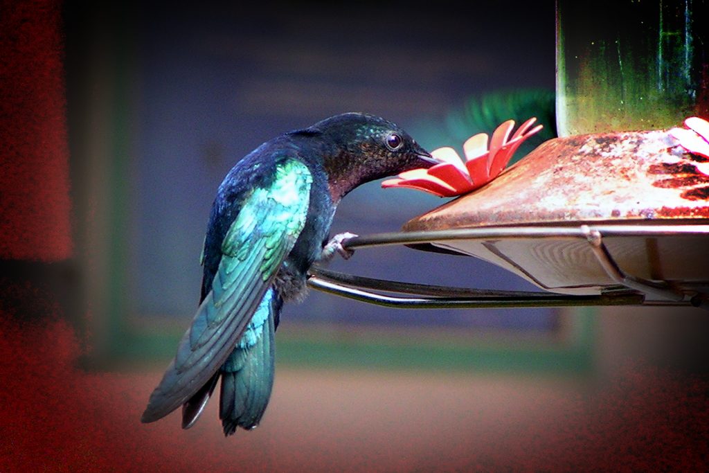 Colibri