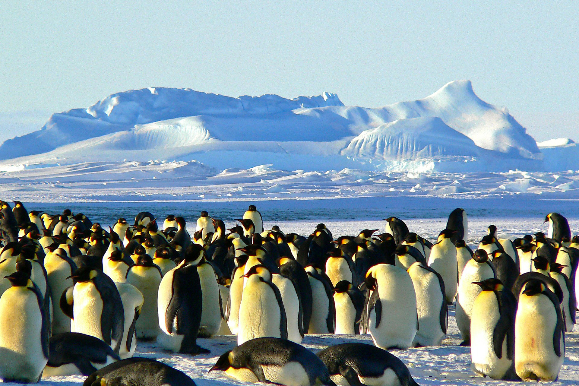 Manchots, Antarctique