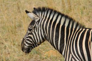 Zèbre, Afrique du Sud