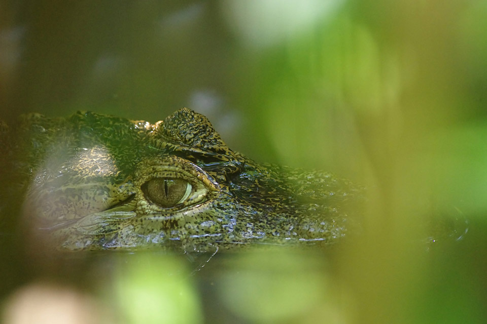 Yeux de crocodile