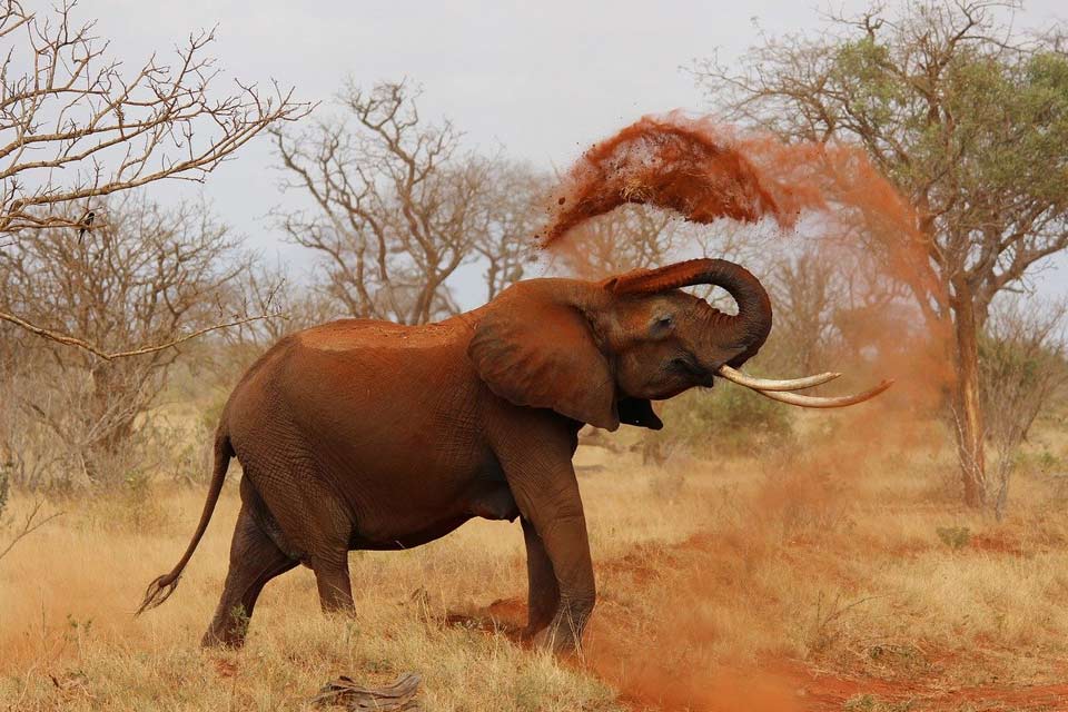 Éléphant dans la savane