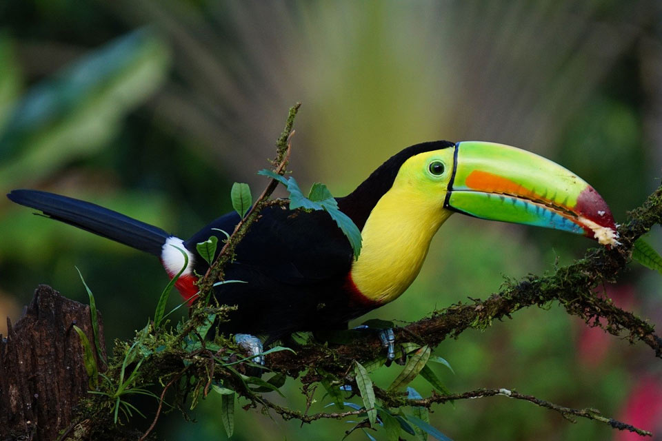 Toucan au Costa Rica